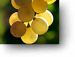 whitegrapes